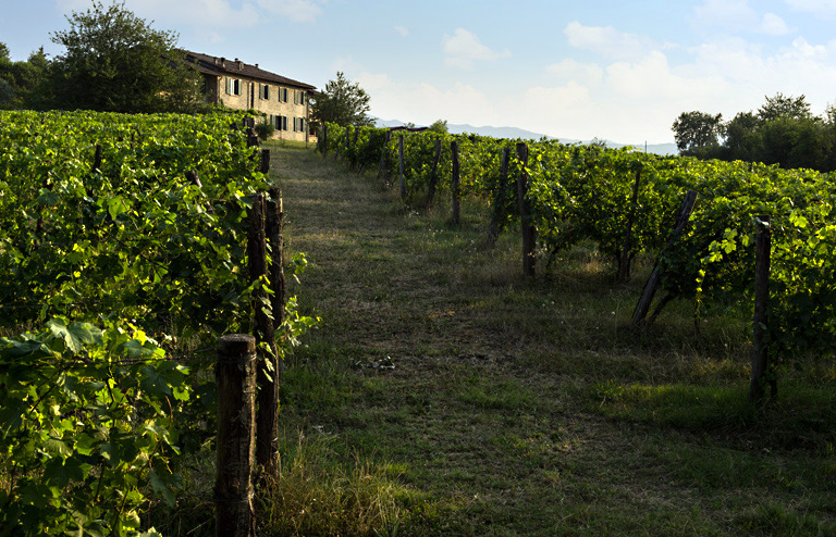 Il vino è vita: è pazienza, è fatica, è piacere.