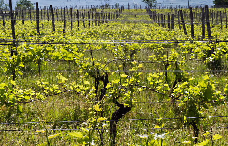 Il vino è vita: è pazienza, è fatica, è piacere.