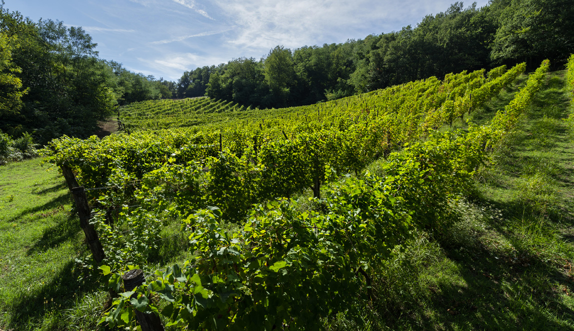 Azienda Agricola Baraccone - 1