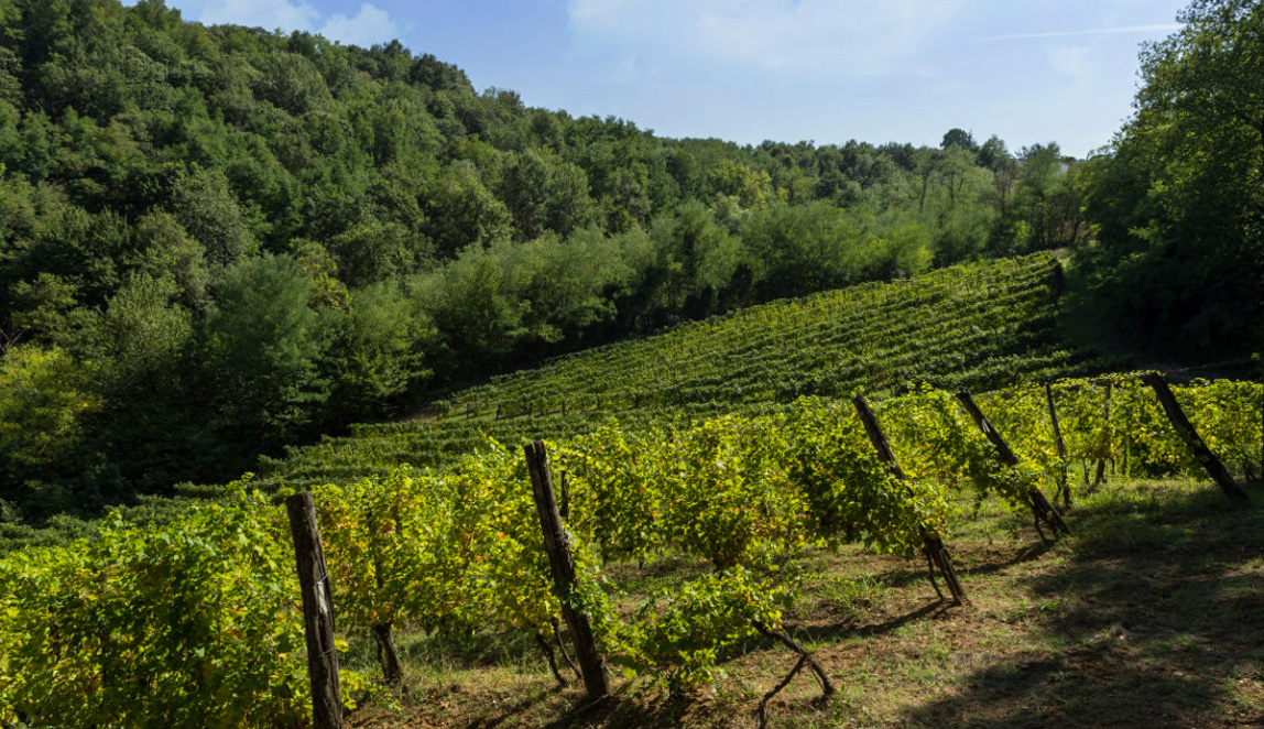 Azienda Agricola Baraccone - 3