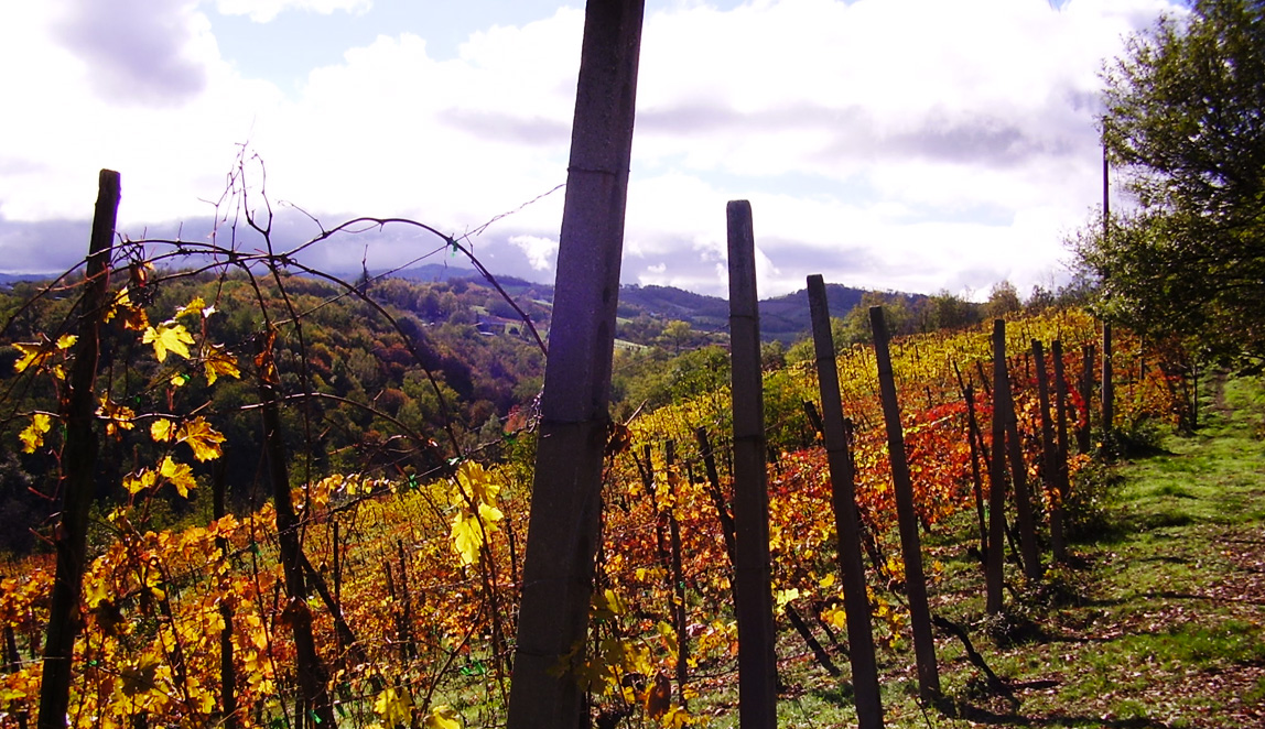 Azienda Agricola Baraccone - 4