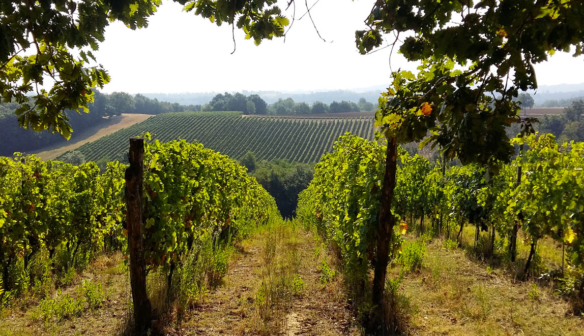 Azienda Agricola Baraccone - 8