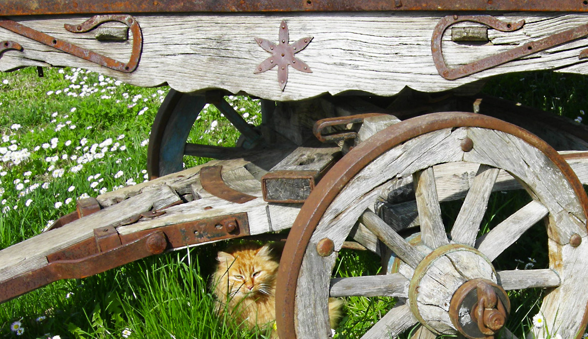 Azienda Agricola Baraccone - 3