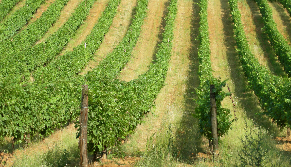 Azienda Agricola Baraccone - 1b