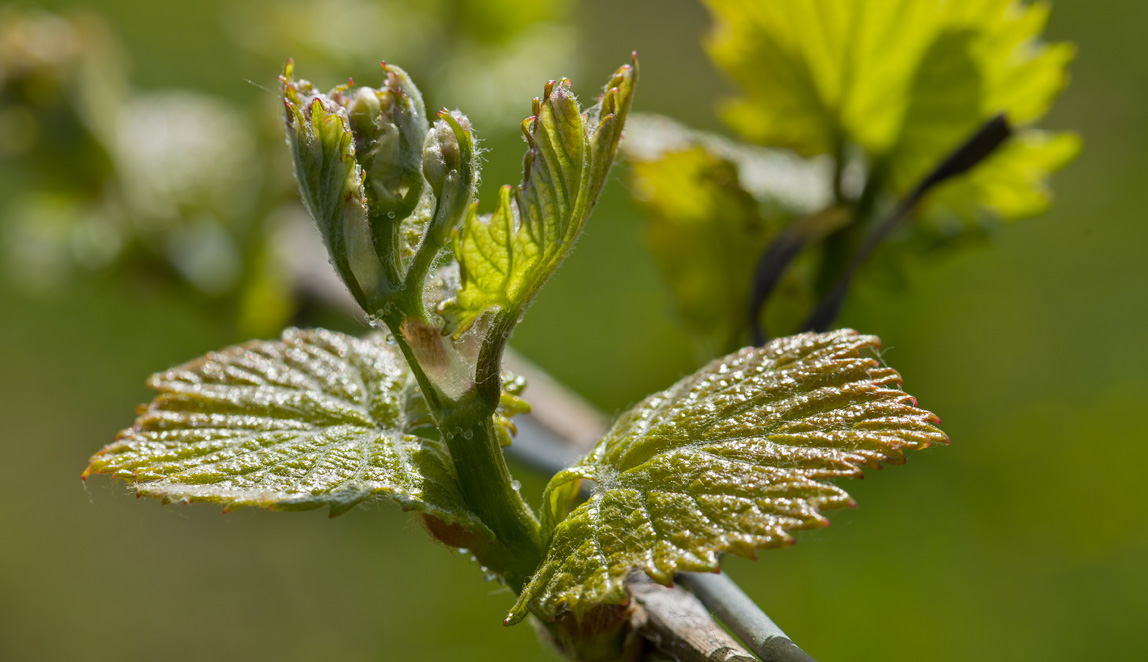 Azienda Agricola Baraccone - 1