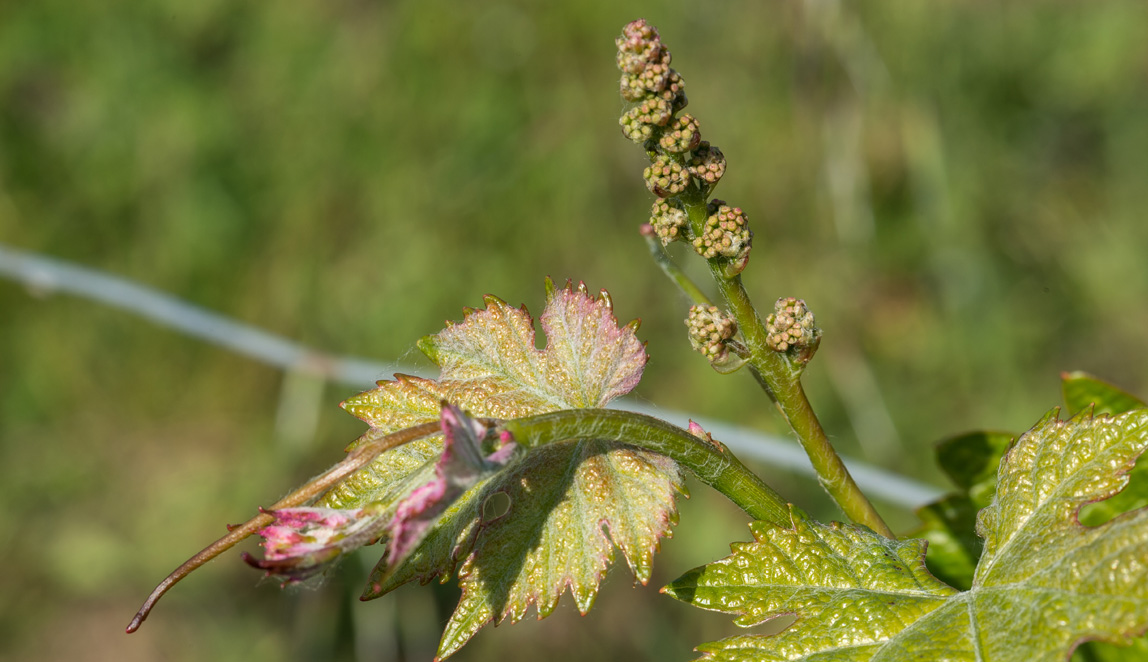Azienda Agricola Baraccone - 2