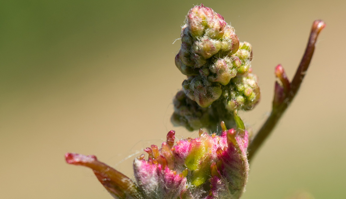 Azienda Agricola Baraccone - 3