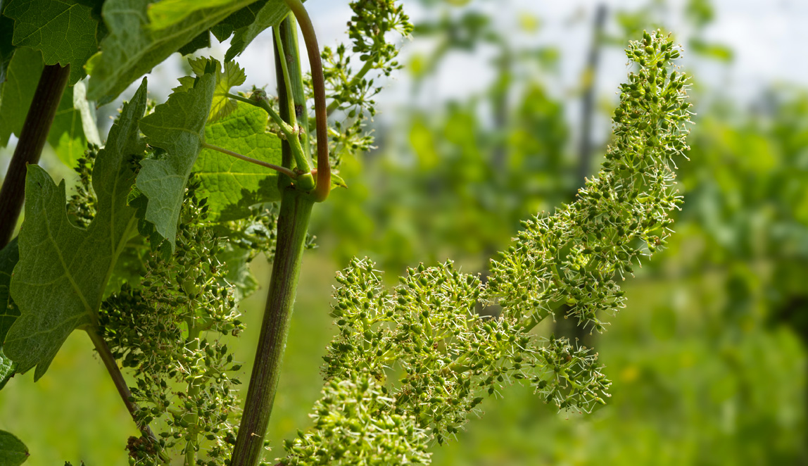 Azienda Agricola Baraccone - 4