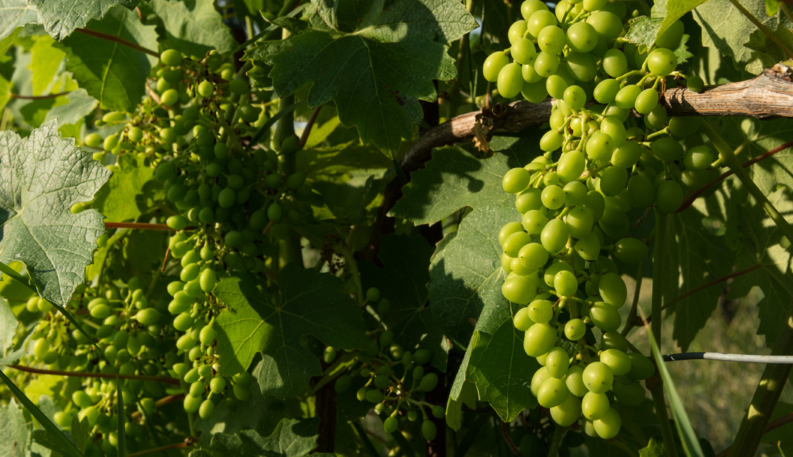 Azienda Agricola Baraccone - 5