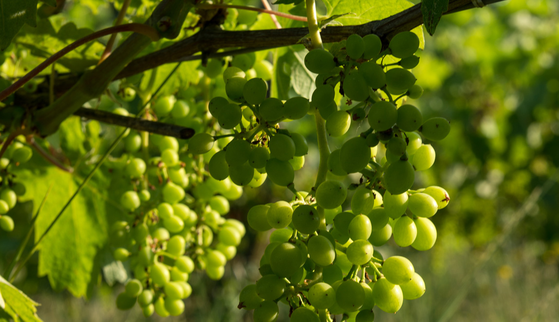 Azienda Agricola Baraccone - 6