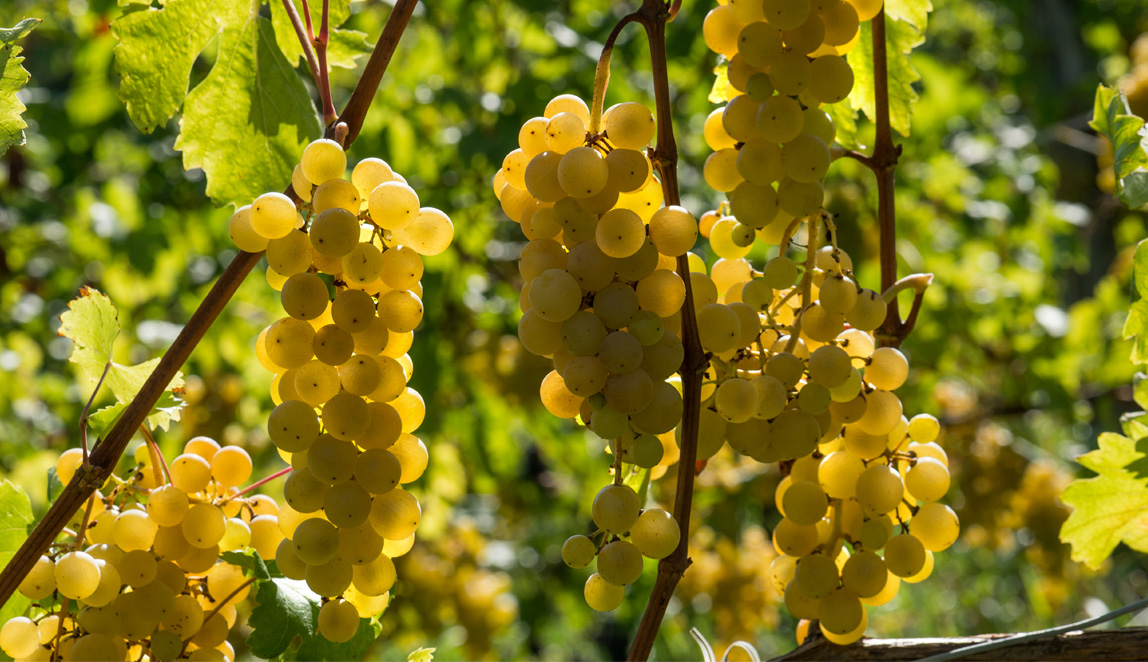 Azienda Agricola Baraccone - 7