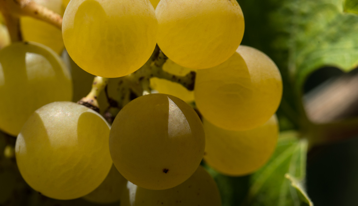 Azienda Agricola Baraccone - 8