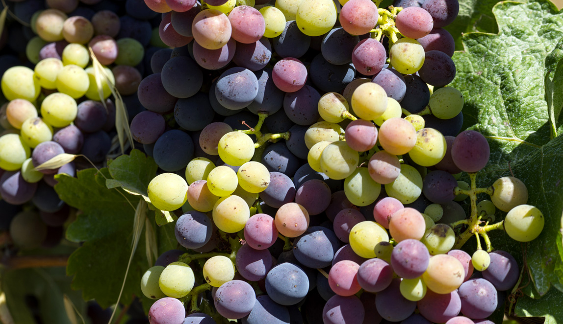 Azienda Agricola Baraccone - 9