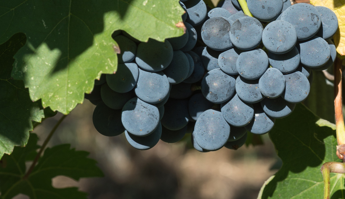 Azienda Agricola Baraccone - 10