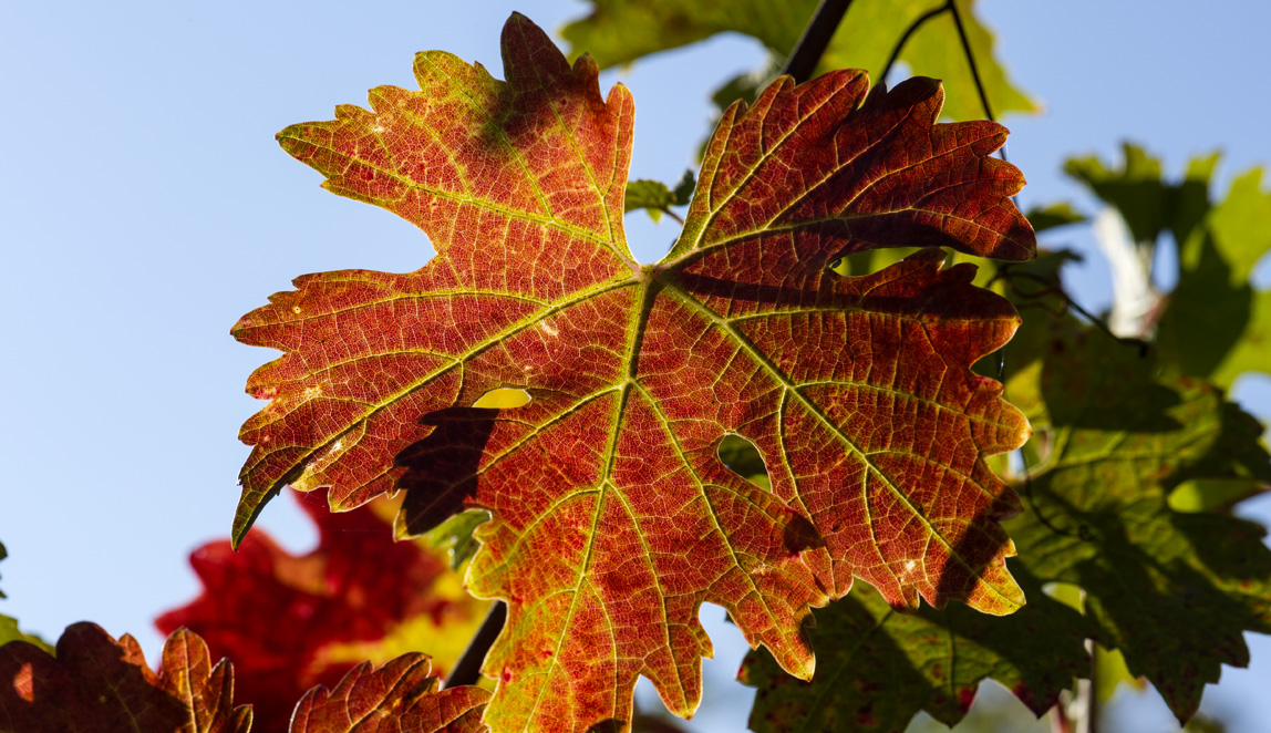 Azienda Agricola Baraccone - 11