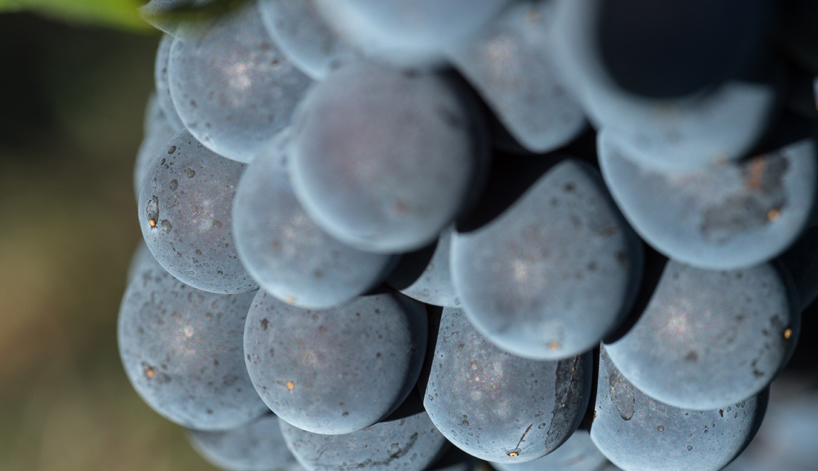 Azienda Agricola Baraccone - 12