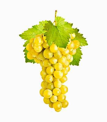 vino