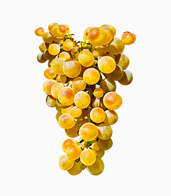 vino