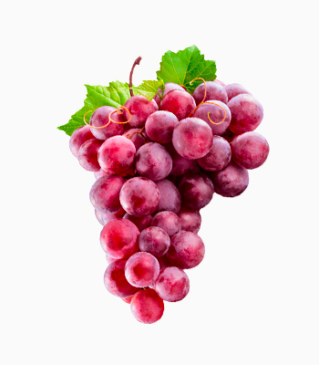 vino